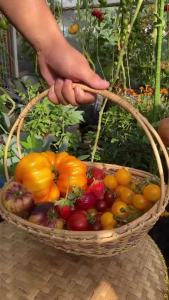 Hạt giống cà chua khổng lồ | Hạt giống chính hãng