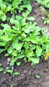 Hạt giống mùi tàu ( ngò gai) gói 5 gram