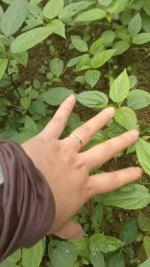 Hạt giống rau đay đỏ Độ thuần >99% Xuất xứ Việt nam