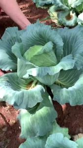 Hạt giống bắp cải xanh lai F1 | Hàng chính hãng công ty.