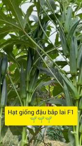 Hạt giống Đậu Bắp xanh cao sản | Tỷ lệ nảy mầm cao