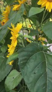 30 Hạt Giống Hoa Hướng Dương Tháp 1 cây nhiều hoa