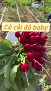 Hạt Giống củ cải đỏ 5gram  | Dễ trồng