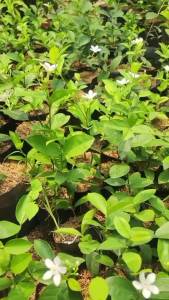 Bibit Tanaman Hias Bunga Melati Tumpuk