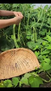 Hạt giống Đậu Cove Bụi Xanh gói 50g | Hàng chất lượng cao