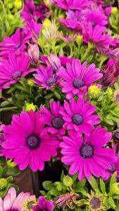 Hạt giống cúc châu phi - 50 hạt