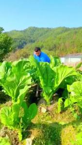 Hạt Giống Rau Cải Mèo F1 Siêu Dễ Trồng Dễ Chăm Sóc Tỷ lệ nảy mầm >90% Độ thuần >99% Xuất xứ Việt nam