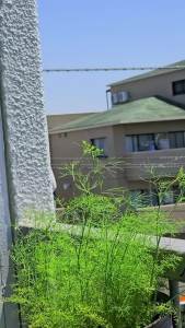 Hạt giống rau thì là  Độ thuần > 99% Xuất xứ Việt Nam