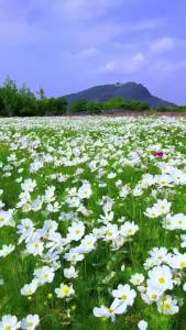 Hạt Giống Hoa Sao Nhái Trắng(Gói 300 hạt)Hoa Nở Siêu Đẹp & Dễ Trồng