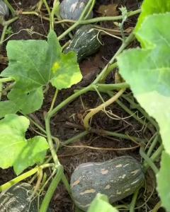 Hạt giống bí đỏ hạt đậu Tỷ lệ nảy mầm >90% Độ thuần >99% Xuất xứ Việt nam