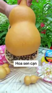 Hạt Giống Hoa Sen Cạn Mix màu -Dễ trồng-Hoa nở đẹp