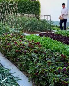 Hạt giống Dền khoang gói 20gram Tỷ lệ nảy mầm >90% Độ thuần >99% Xuất xứ Việt nam