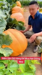 Hạt giống bí ngô quả tròn - 10 hạt  Tỷ lệ nảy mầm >90% Xuất xứ Việt Nam