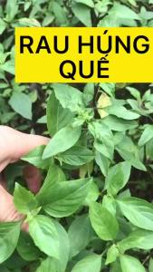 Hạt giống Húng quế gói 5 gram - Dễ trồng dễ chăm sóc.