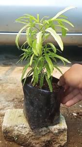 Bibit Pohon Zodia Pengusir Nyamuk