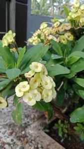 Bibit Bunga Euphorbia Kuning: Cara Merawat & Membudidayakan