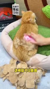 Teekland สัตว์เลี้ยงหวีผมไฟฟ้าสำหรับแมวและสุนัขสเปรย์สดชื่นแบบชาร์จสำหรับแมวและสุนัขสากลแมวกรูมมิ่งหวีแปรงซิลิโคนนุ่มและเรียบสีชมพูน่ารักกรงเล็บแมว