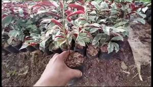 Bibit Tanaman Hias Sambang Darah