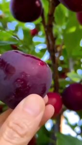 Bibit Tanaman Buah Plum Natal