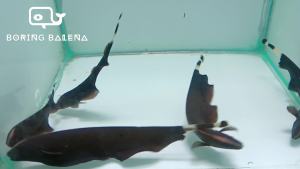 BRBN Black Ghost Knifefish - Ghost knifefish - Ikan Black Ghost- Aquarium Freshwater Fish / Ikan Air Tawar