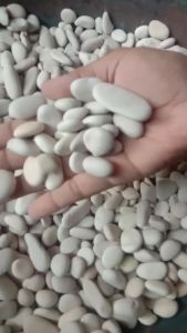 Batu Koral Putih Kupang 1 kg: Promo Paket Batu Koral Putih Kupang 3 kg untuk Akuarium dan Taman