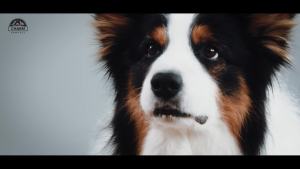 CHARM Farm-Raised DUCK Cat Food (3 Sizes)