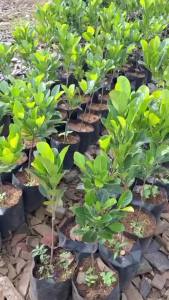 Bibit Tanaman Pohon Nangka Sayur: Cara Tumbuhkan Tanaman Berkualitas Tinggi