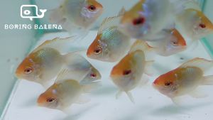 BRBN Gold Balloon Ram (Short-Body) - Ramirezi - Ikan Ramirezi - ShortBody - Aquarium Freshwater Fish / Ikan Air Tawar