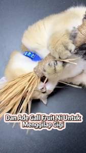 POODEE PETS Malaysia Silvervine Sticks Cat Chew Sticks Cat Dental Toy Natural Matatabi Catnip Sticks Teeth Molar Chew Toys for Cat