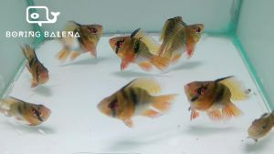 BRBN Balloon Ramirezi (Short-Body) - Ramirezi - Ikan Ramirezi - ShortBody - Aquarium Freshwater Fish / Ikan Air Tawar