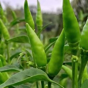 Benih Cabe Rawit Cengek JAPLAK HIJAU Caplak Hijau Tegak 10 Gram Cap You Seed