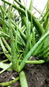 Bibit Tanaman Lidah Buaya