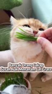 POODEE PETS Malaysia Cat Grass Kit Cat Plant Nursery Planting Box Catnip Grass Planter Indoor & Outdoor Seed Easy to Grow Convenient