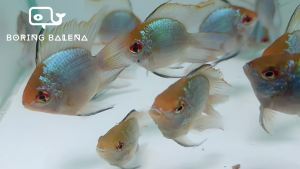 BRBN Electric Blue Balloon Ram (Short-Body) - Ramirezi - Ikan Ramirezi - ShortBody - Aquarium Freshwater Fish / Ikan Air Tawar