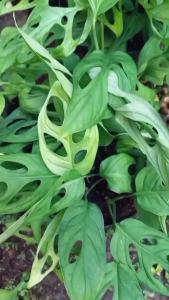 Bibit Tanaman Hias Janda Bolong Termurah