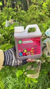 น้ำหมักปลาทะเล100% เข้มข้นสูตร 3 เร่งผล เร่งความหวานกรอบ