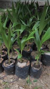 Bibit Kelapa Pandan Wangi Asli