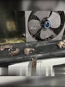 BW-C1103 Lem Perangkap Tikus 0.6/1.2M Stiker Lem Tikus Jumbo Super Lengket / Sticky Rat Blanket