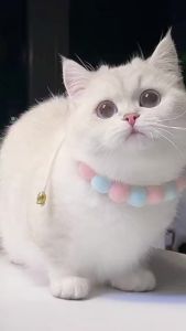 POODEE PETS Malaysia Rantai Kucing Pet Cat Dog Collar with Ball Kolar Kucing Cute Nice Adjustable Pet Neck Strap Dog Cat Rabbit Kitte