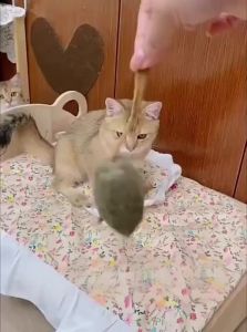 Interactive Squeaky Plush Mouse Cat Toy