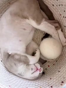 VOA | Silent Durable Cat Toy Wool Ball Teething Entertainment