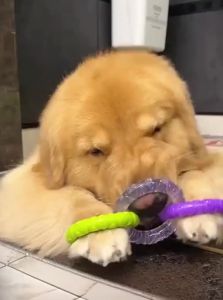 7o | Tug Teeth Cleaning Interactive Dog Toy