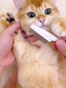 VOA | Pet Grooming Comb for Cats and Dogs