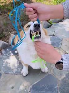 VOA | Anti-Bite & Anti-Chew Dog Mouth Cover for Small & Medium Dogs