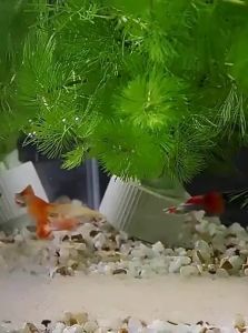 VOA | Fish Breeding Box