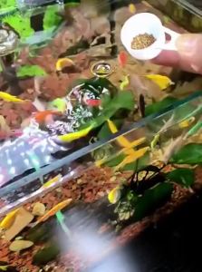 VOA | Anti-Scatter Fish Feeder for Aquarium Fixed Feeder