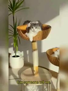 Cat Hair Removal Soft Gel Brush Popocola