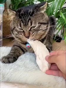 ZHUCHONG | Nutrition Supplement Freeze-Dried Chicken Breast Cat Snacks