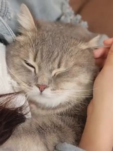 BAYLDAHL | Pet Ear Cleaner For Mite Removal