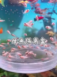 VOA | Fish Egg Incubator Isolation Box